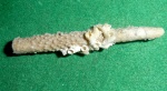 Archaeocidaris
