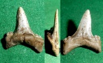 Hispidaspis