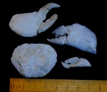 Xanthopsis