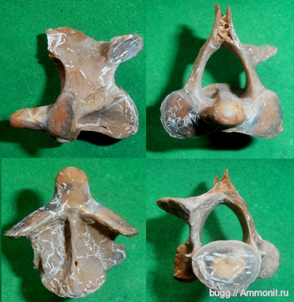 неоген, позвонки, Керчь, тюлени, эпистрофей
