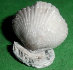 Rhynchonellida