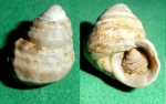 Trochus микст