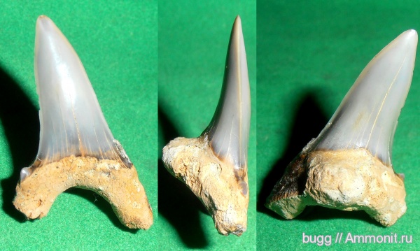 палеоген, рыбы, акулы, Крым, зубы акул, Инкерман, Macrorhizodus, fish, shark teeth, sharks