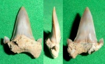 Otodus