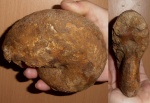 Макроконх Euphylloceras