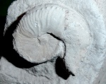 Hoploscaphites