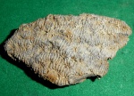 Dimorphocaenia