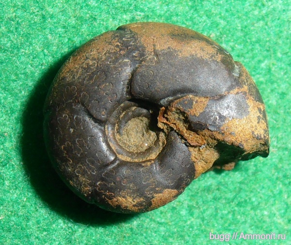 аммониты, мел, Holcophylloceras, Ammonites, Балки, Cretaceous