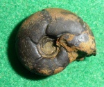 Holcophylloceras