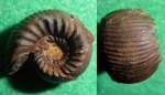 Olcostephanus