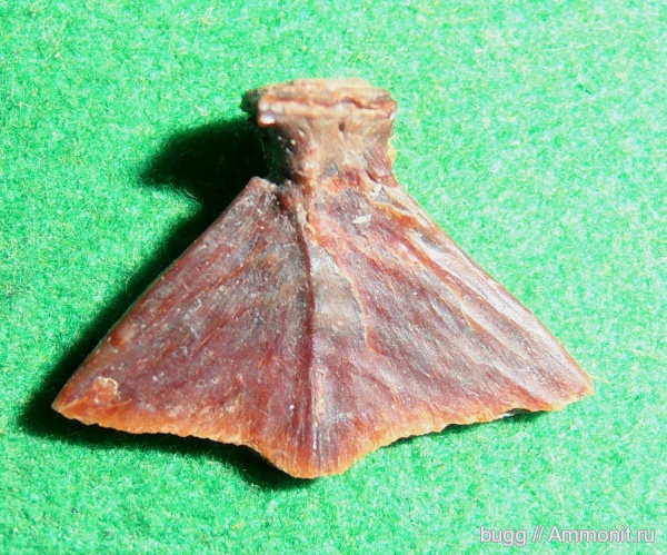 палеоген, рыбы, Крым, hypural, Пролом, fish