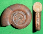 Protetragonites tauricus