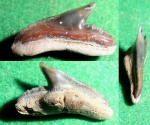 Carcharhiniformes