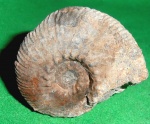 Dalmasiceras