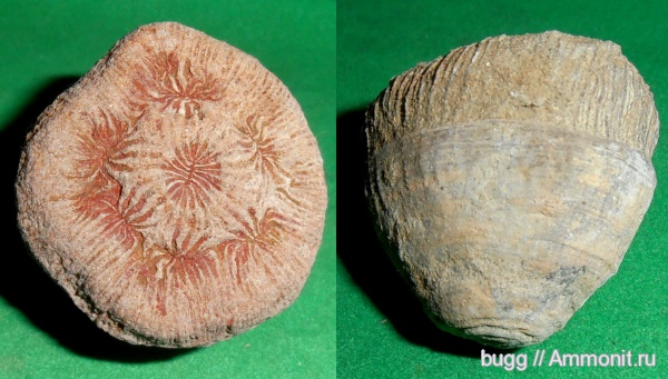 мел, кораллы, берриас, Крым, Monocyclostraea alpina, Monocyclostraea, Berriasian, Cretaceous