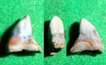 Eotrigonodon