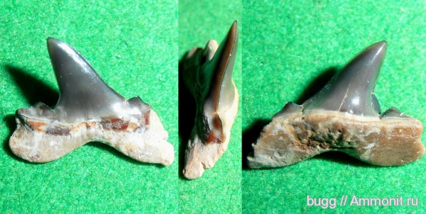 палеоген, рыбы, эоцен, Крым, зубы акул, Isurolamna, fish, shark teeth