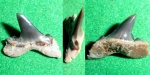 Isurolamna