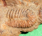 Anahamulina