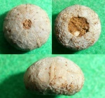 Codiopsis