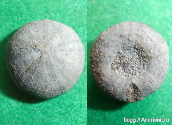 морские ежи, мел, Крым, готерив, Discoidea karakaschi, Верхоречье, Discoidea, Hauterivian, Cretaceous, нижний готерив