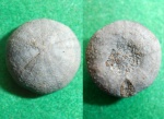 Discoidea karakaschi