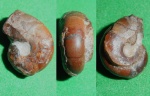 Phylloceratidae