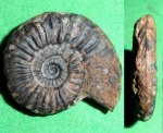 Dumortieria