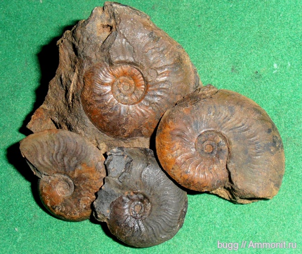 аммониты, Ammonites, Leioceras, аален, Aalenian