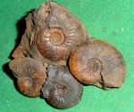Leioceras