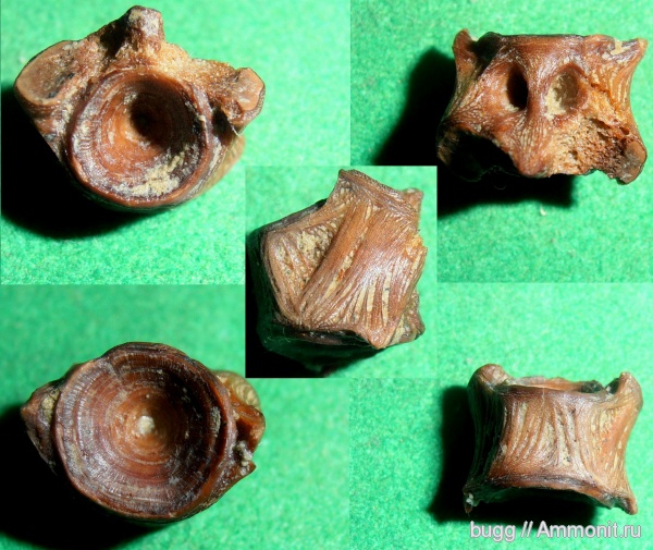 неоген, рыбы, Керчь, позвонки рыб, fish