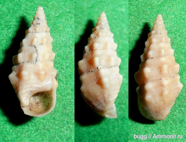 гастроподы, неоген, устье, Cerithium