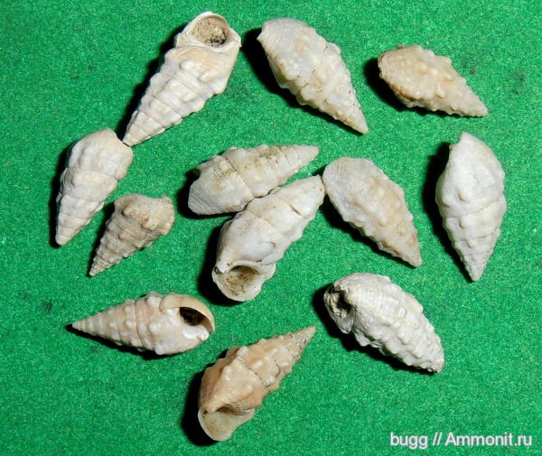 гастроподы, неоген, Cerithium