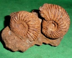 Speetoniceras