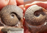 Anahoplites planus