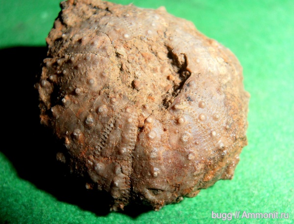 морские ежи, мел, берриас, Крым, Pseudodiadema, Berriasian, Cretaceous