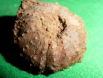 Pseudodiadema