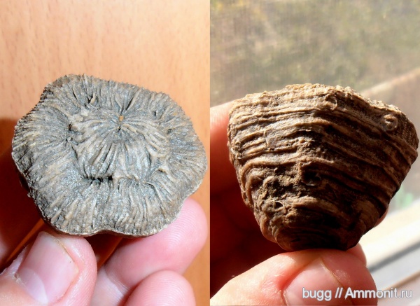кораллы, берриас, Крым, Monocyclostraea alpina, Berriasian