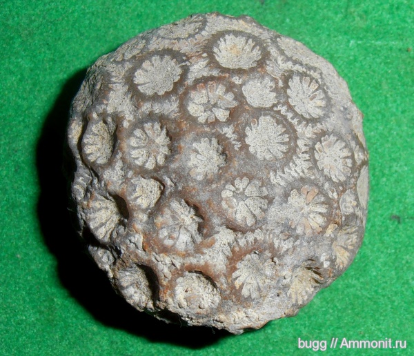 мел, кораллы, берриас, Крым, Куйбышево, Berriasian, Cretaceous
