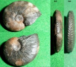 Не стандартный Anahoplites