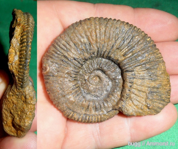 аммониты, мел, валанжин, Ammonites, Valanginian, Cretaceous