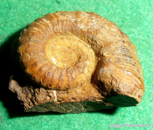 аммониты, мел, Крым, баррем, нижний баррем, Ammonites, Emericiceras, Cretaceous