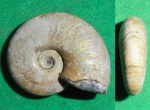 Zuercherella zuercheri