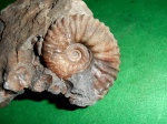 Parahoplites