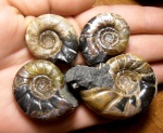 Eogaudryceras