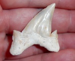 otodus obliquus