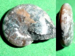 Euphylloceras