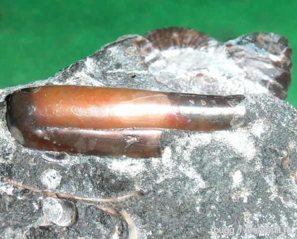 гетероморфные аммониты, апт, Ptychoceras, р. Курджипс, Aptian, heteromorph ammonites