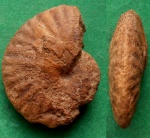 Nicklesia pulchella