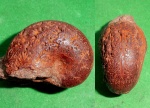 Лопастные линии Phyllopachyceras